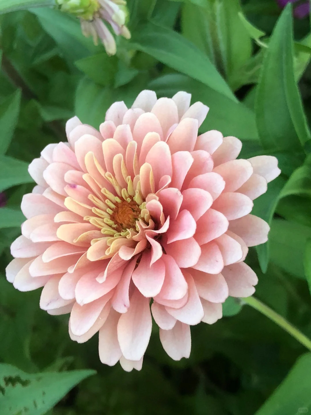 Zinnias