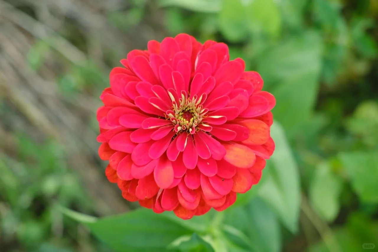 Zinnias
