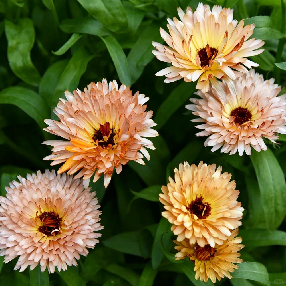 'Orange Flash'-Organic Calendula Seed
