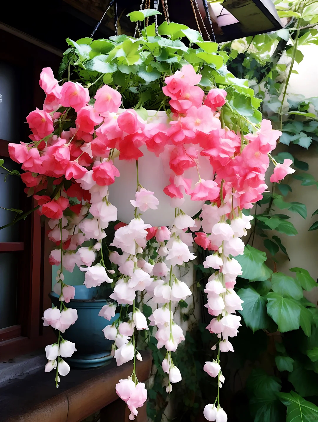 Draping Silk Begonia Seeds