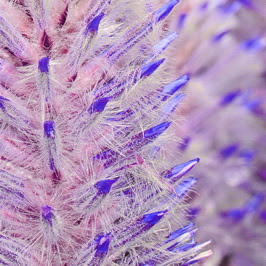 🦊Fox Pink Tail-Ptilotusexaltatus Seeds🌷