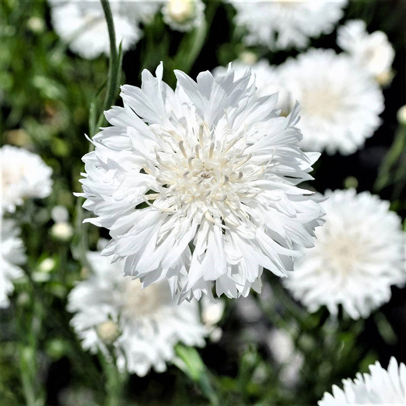Cornflower Seeds - Tall White | Flower Seeds in Packets & Bulk | Eden  Brothers