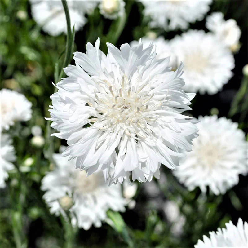 💚🤍Exclusive Green White Flower Seed Mix