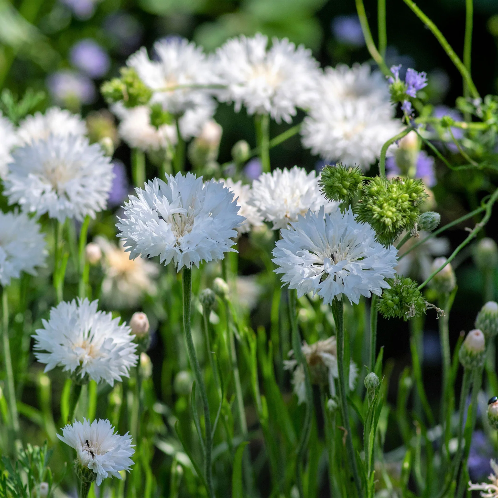 🌸 Cornflower Seeds – Effortless Color for a Picture-Perfect Garden