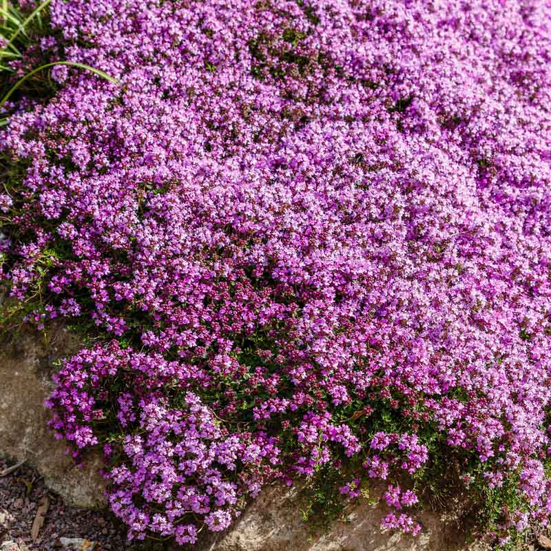 🌿Creeping Thyme Seeds: Low-Maintenance Ground Cover with Fragrant Foliage