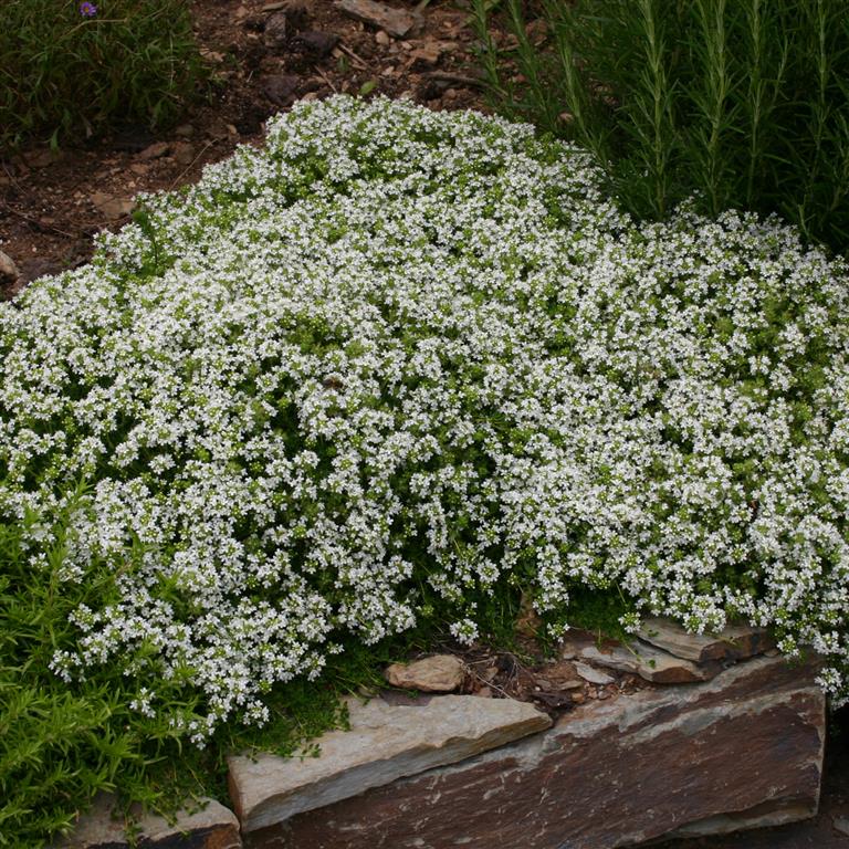 🌿Creeping Thyme Seeds: Low-Maintenance Ground Cover with Fragrant Foliage
