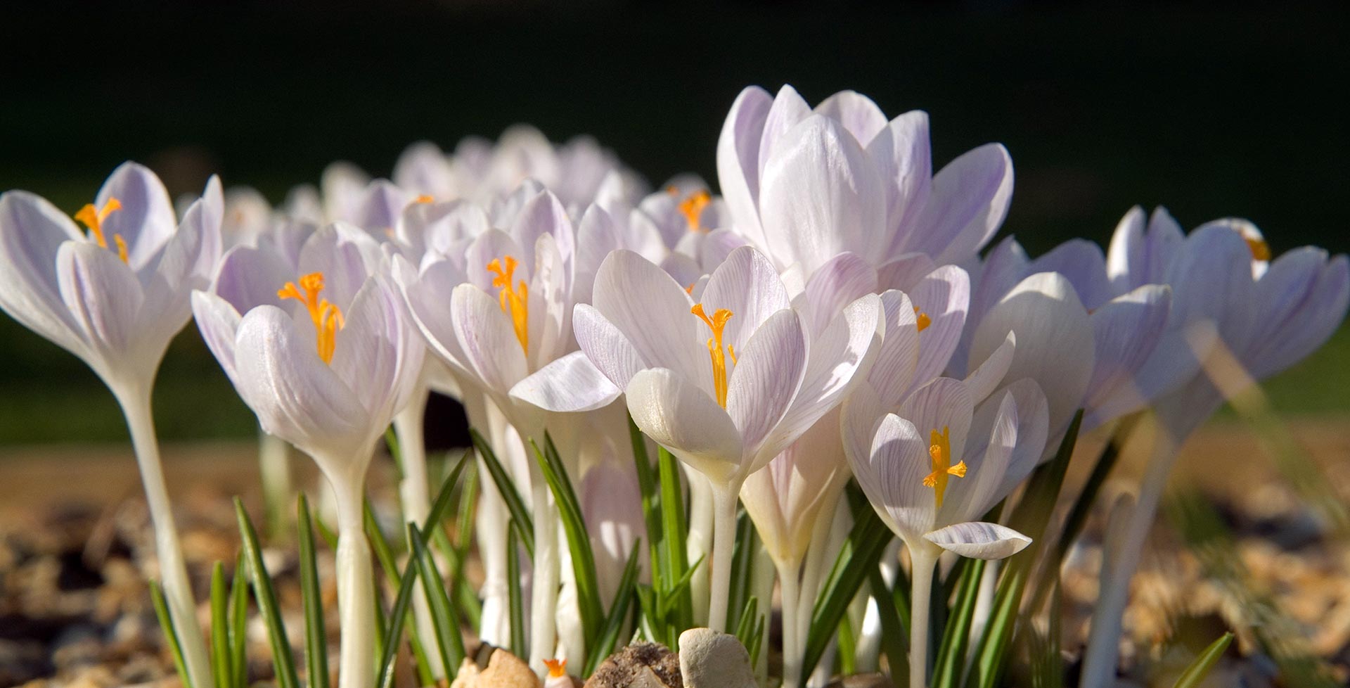 Crocus / RHS Gardening