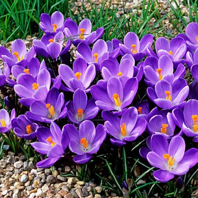 🥰 Crocus Seeds: A Burst of Color for Early Spring