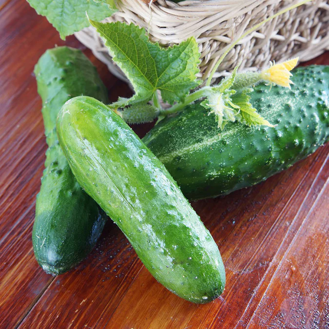 🥇Top Disease-Resistant Variety 🥒 Marketmore 76 Cucumber Seeds