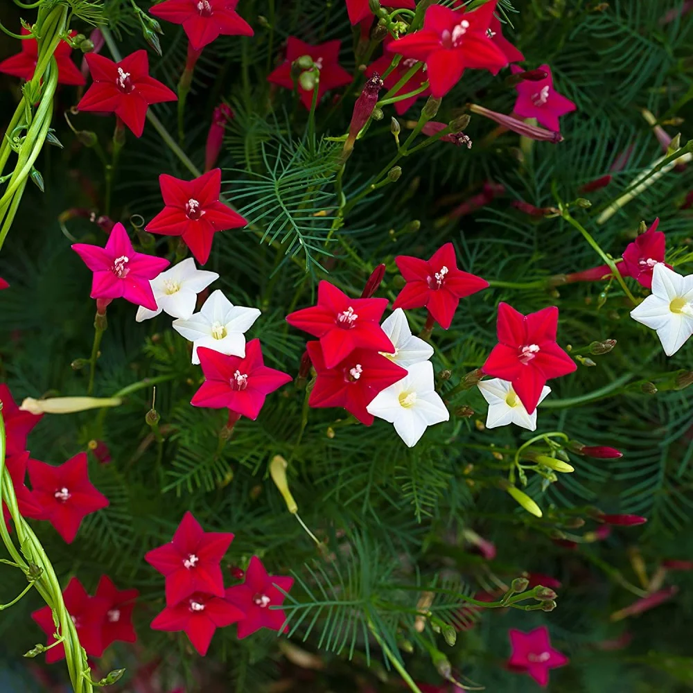 🤩🌟Cypress Vine Mix Morning Glory Seeds