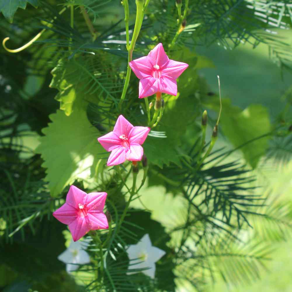 🤩🌟Cypress Vine Mix Morning Glory Seeds
