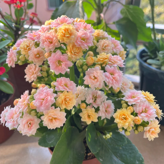 🌺Golden Fox Kalanchoe Seeds—Health And Longevity