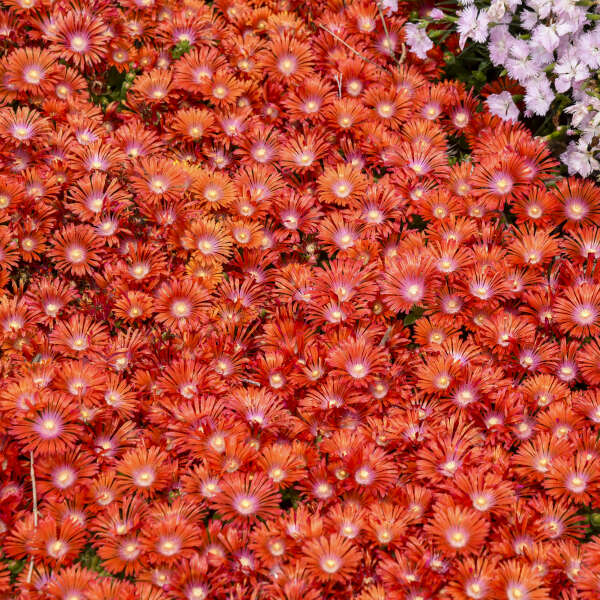 ✨ Premium Ice Plant Seeds – Fast-Growing & Heat-Resistant