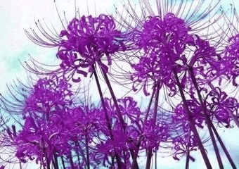 2Pcs Lycorisradiata Flower Plant Bulb