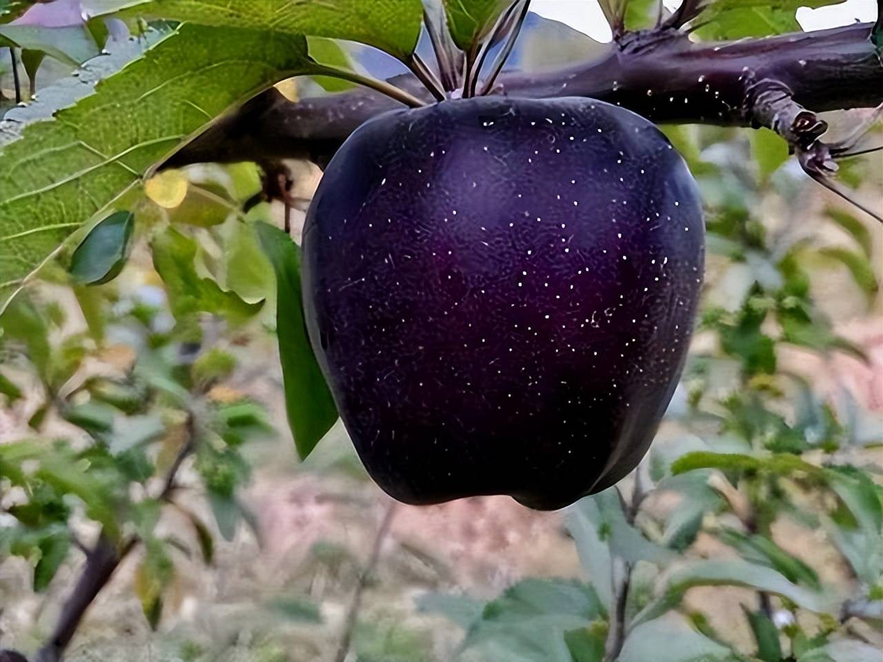 Black Diamond Apple Seeds