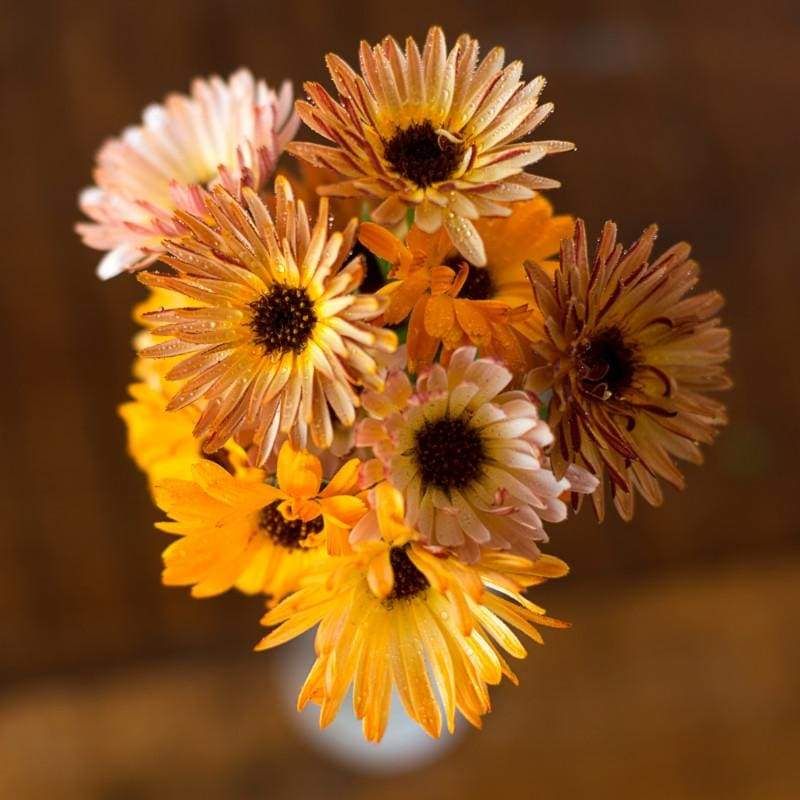 'Triangle Flashback'-Organic Calendula Seed