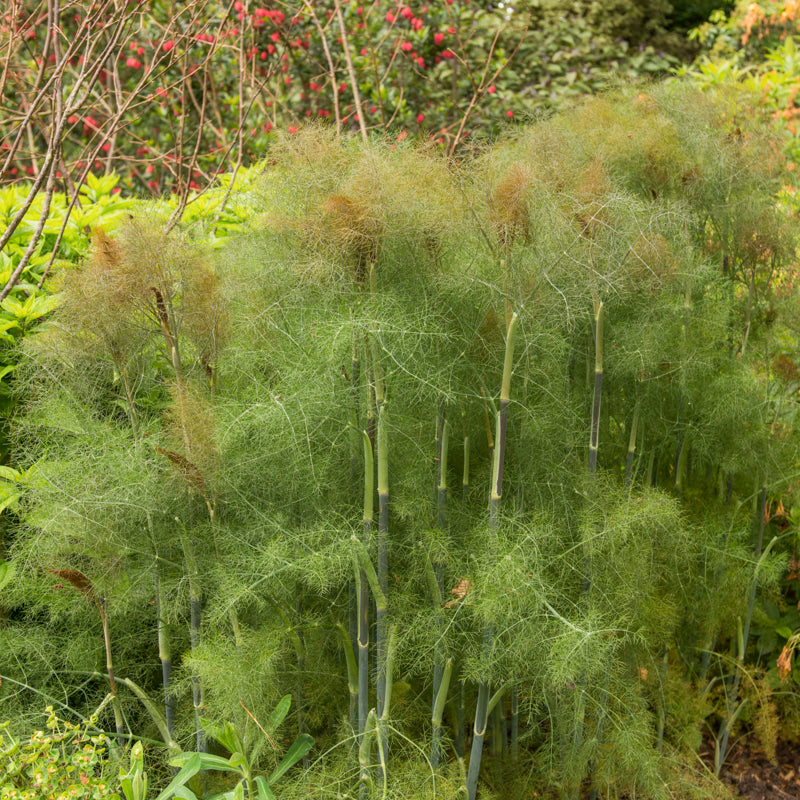 Bronze Fennel Seeds – Stocks & Green