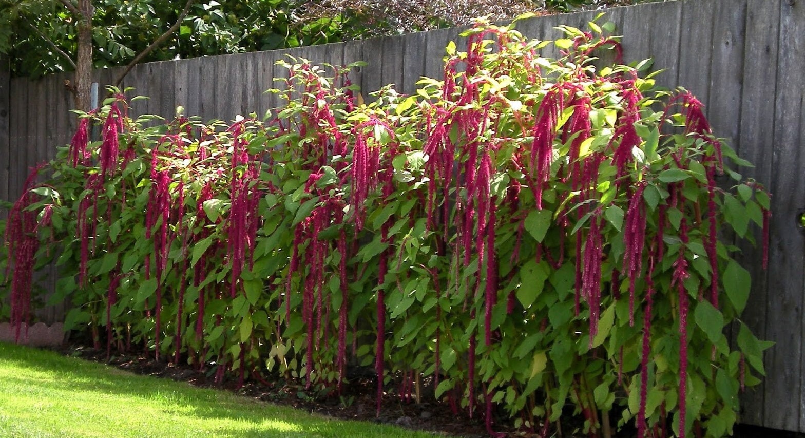 50 Amaranthus Caudatus Red Seeds - Love Lies Bleeding - Etsy Italia