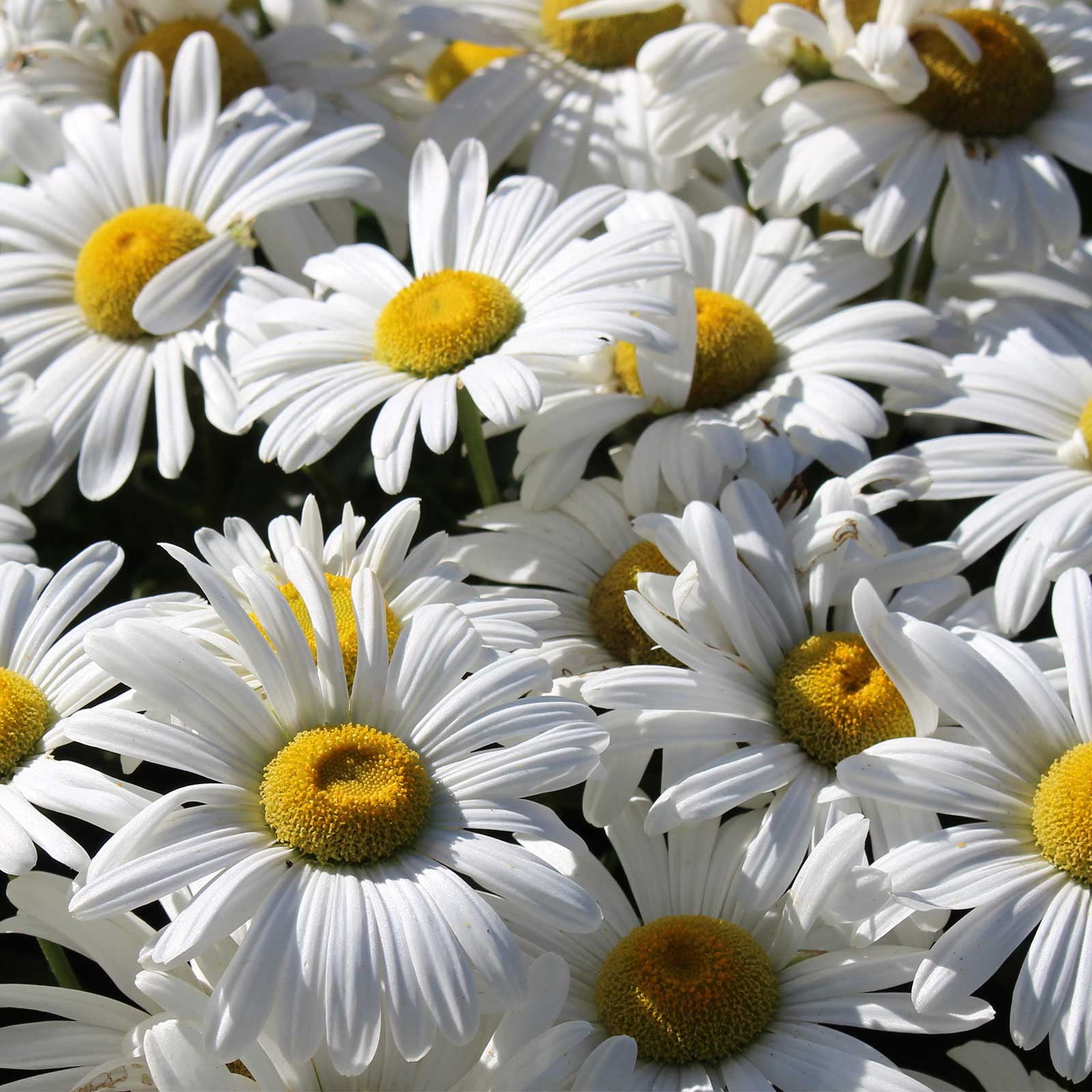 50 Pcs Shasta Daisy Seeds, Alaska