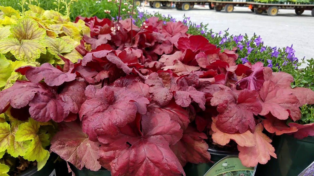 Heuchera 'Fire Alarm' | Kiefer Nursery: Trees, Shrubs, Perennials