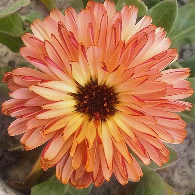 'Orange Flash'-Organic Calendula Seed