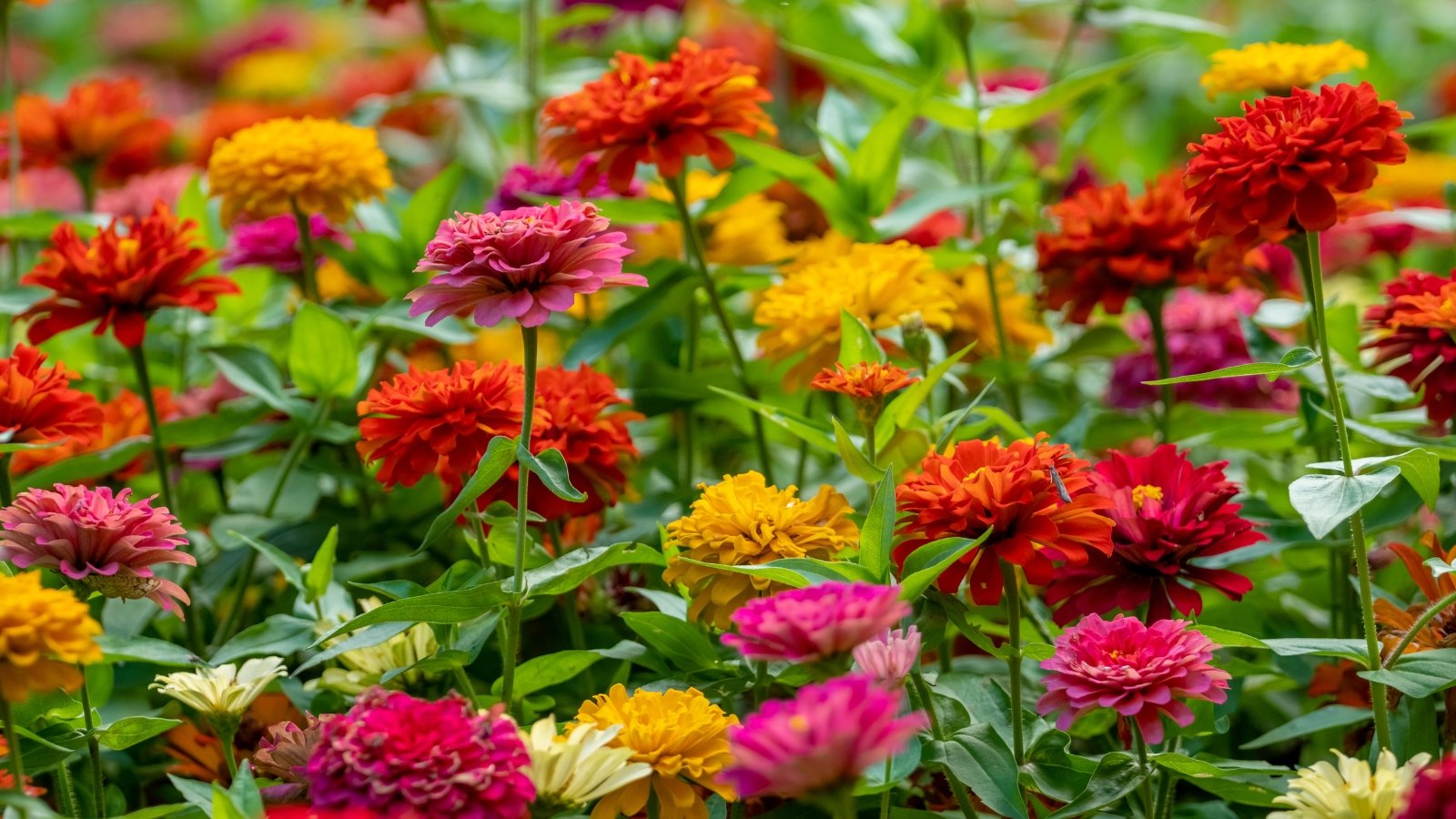 Sturdy flowering plants with large domed blooms and medium-green foliage thriving in a summer garden.