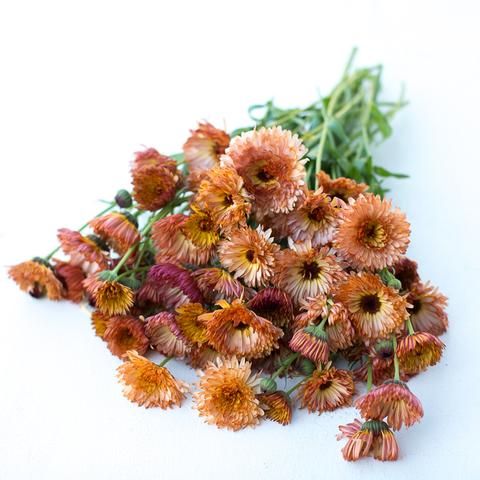 'Triangle Flashback'-Organic Calendula Seed