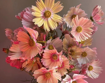 Apricotta' Cosmos Seeds