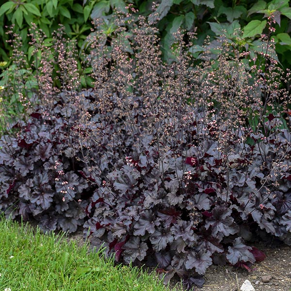 Black Pearl Coral Bells Seeds – Striking Dark Foliage 