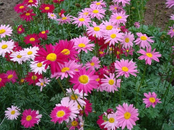 Buy Flower Pyrethrum Hybridum ROBINSON About 50 Seeds Online in India - Etsy