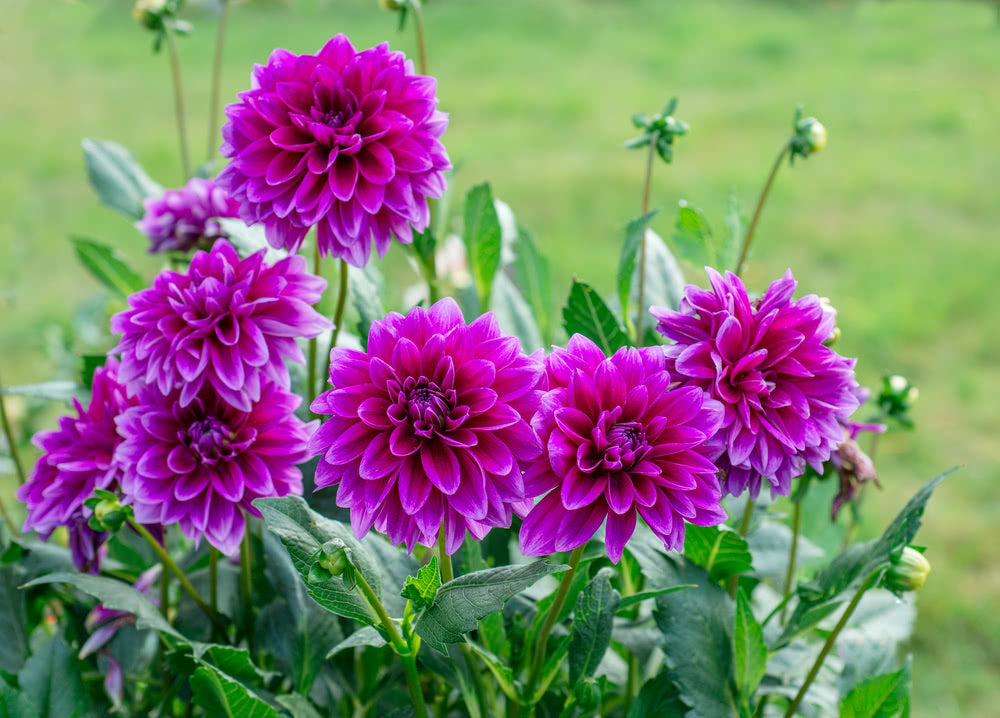 10 Varieties of Dahlias for Your Garden – Ugaoo