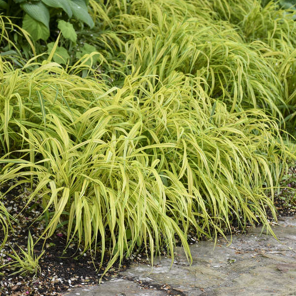 🌿 Aureola Hakonechloa Seeds – Beautiful Golden Japanese Forest Grass