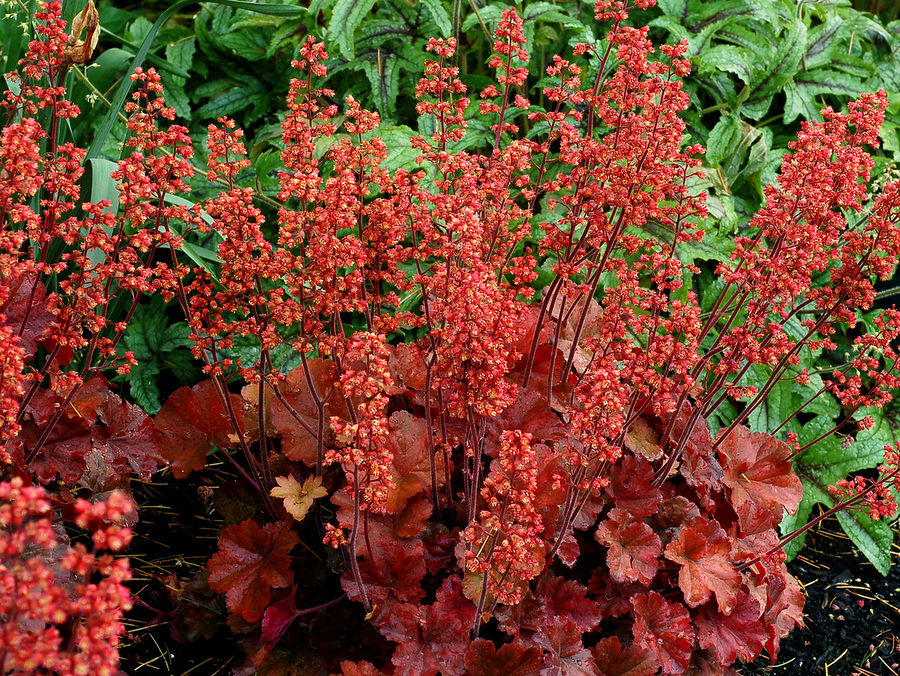 Heuchera 'Cherry Cola'