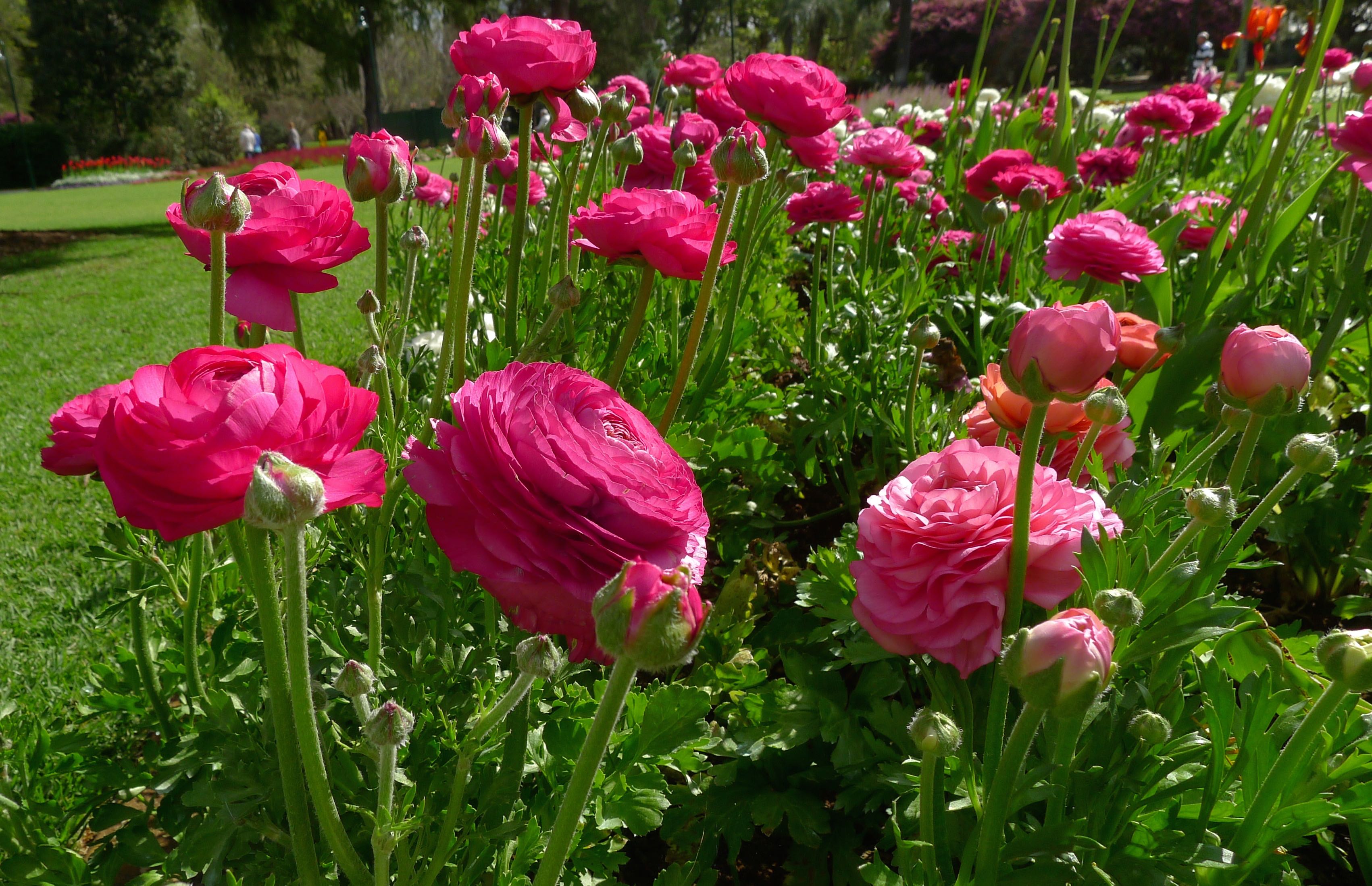 Persian Buttercup, Ranunculus asiaticus &ndash; Jerry Coleby-Williams