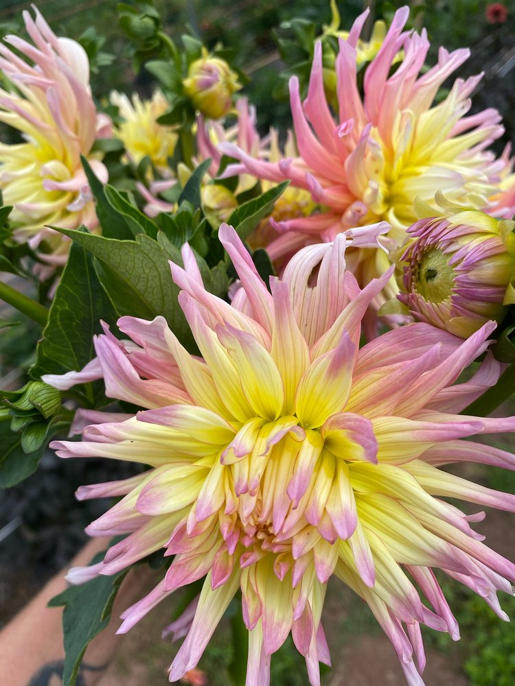 APRICOT STAR  DAHLIA