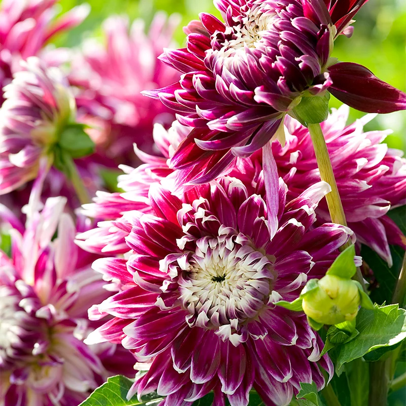 🔥Selected Large-flowered Varieties🌼Dahlia Seeds