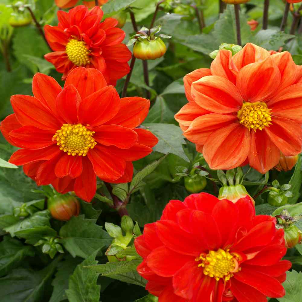 🌞Spring Limited🧡🧡Orange Flower Seed Mix
