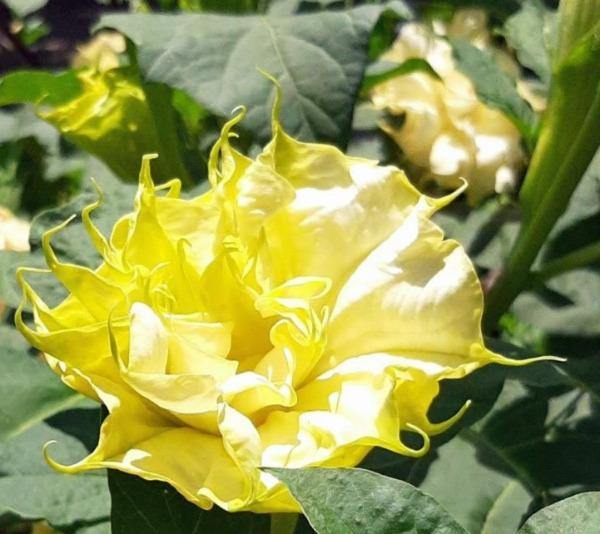 Datura metel 'Golden Queen' Seeds