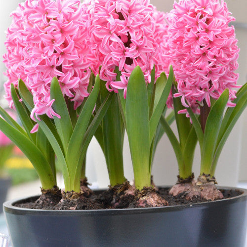 50pcs Hyacinth Seeds Mix Colors