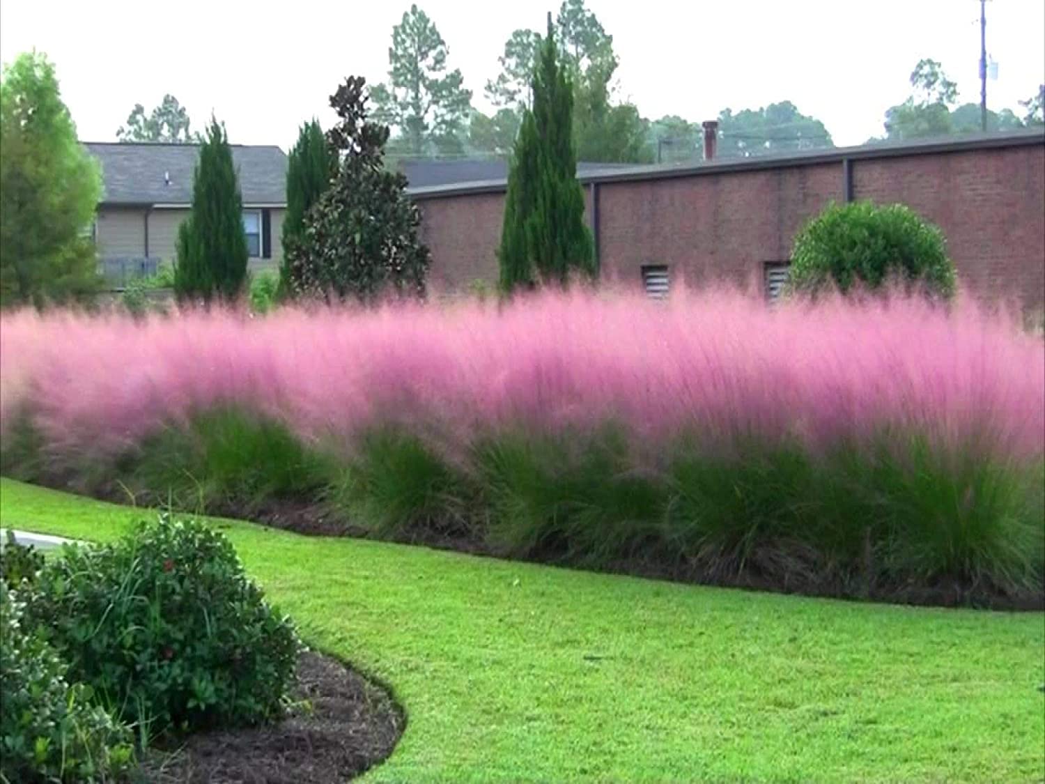 Amazon.com : Muhly Grass - 2 Live Gallon Size Plants - Muhlenbergia  Capillaris - Hairawn Muhly | Drought Tolerant Pink Blooming Ornamental  Grass : Patio, Lawn & Garden