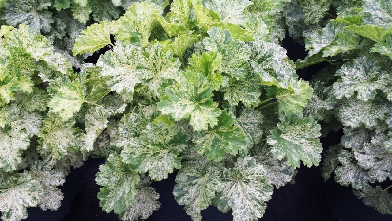 Best Perennials - Heuchera 'Snow Angel' (Coral Bells)