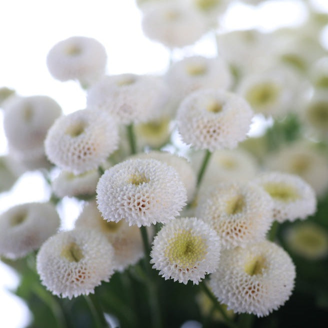 Feverfew Snowball Flower | X 100 Seeds &ndash; Veggie & Flower Garden Seeds