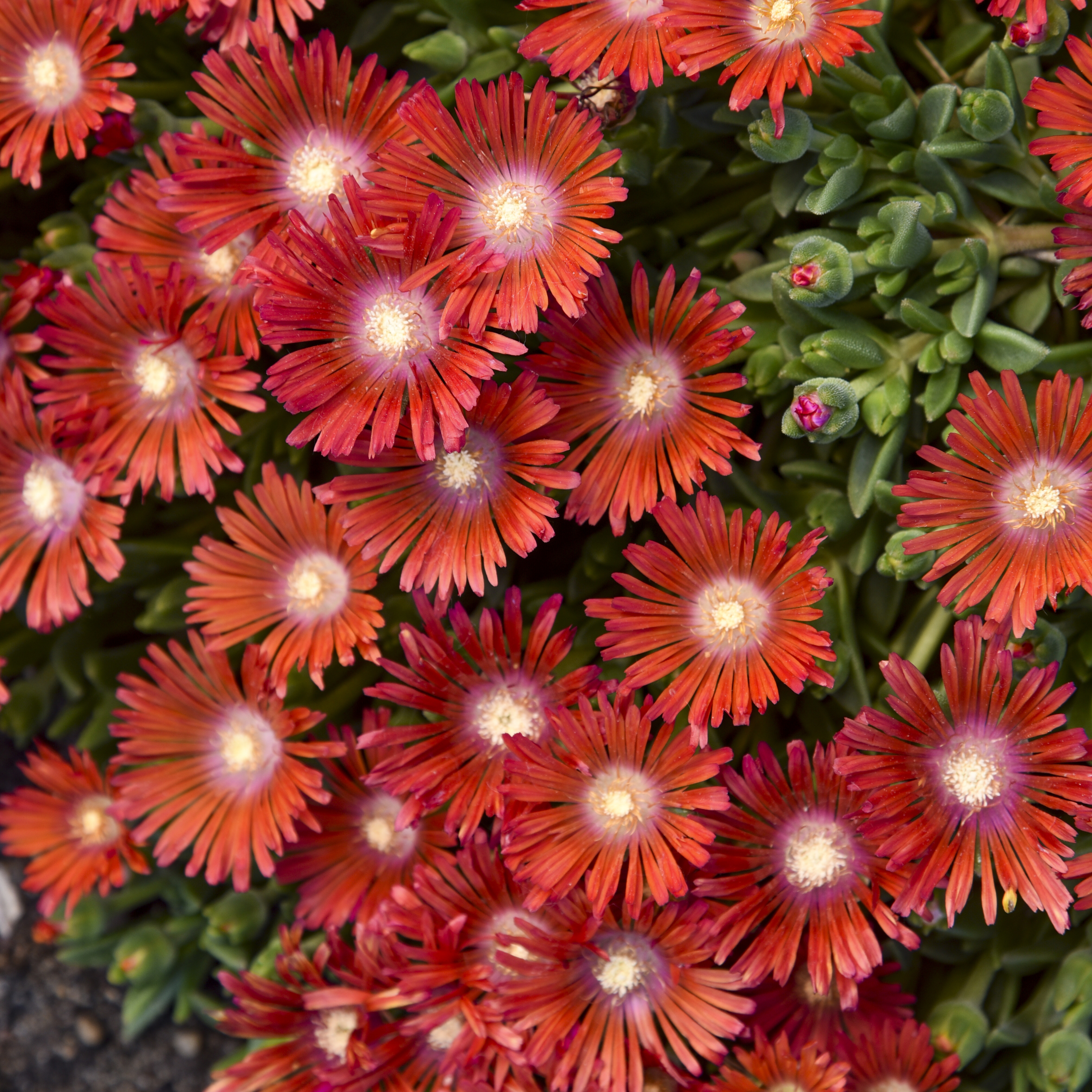 ✨ Premium Ice Plant Seeds – Fast-Growing & Heat-Resistant