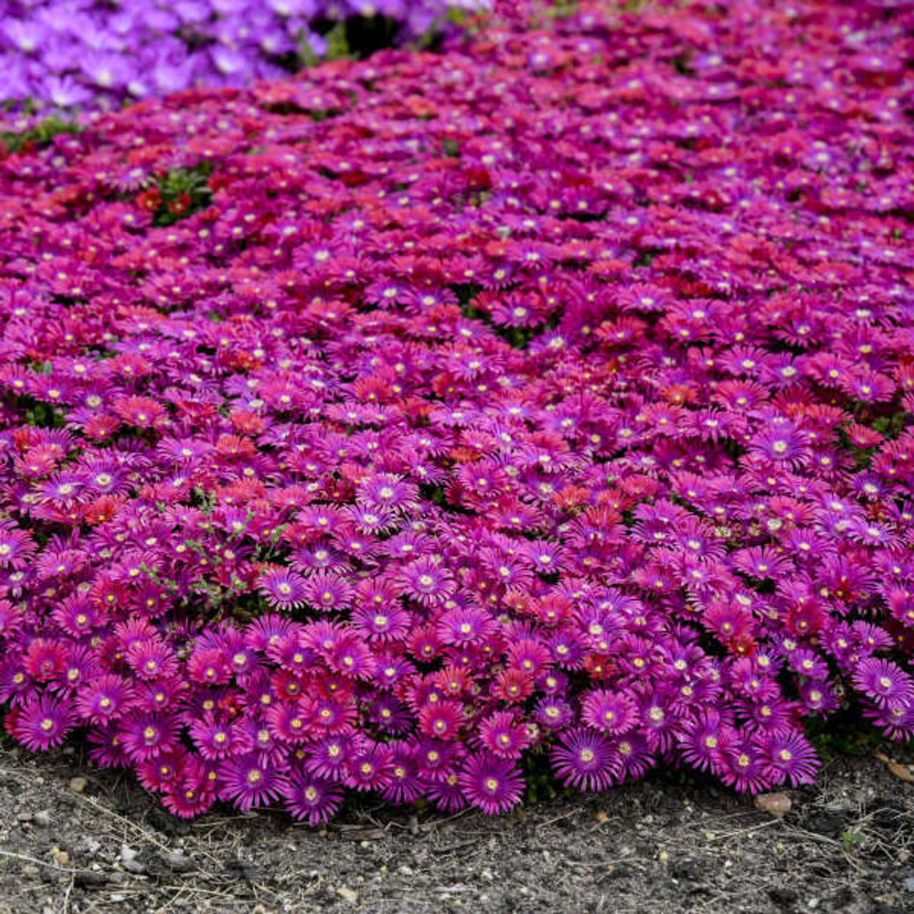 ✨ Premium Ice Plant Seeds – Fast-Growing & Heat-Resistant