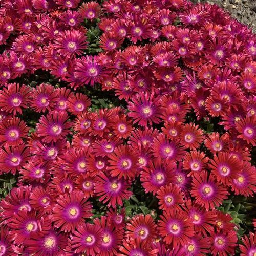 ✨ Premium Ice Plant Seeds – Fast-Growing & Heat-Resistant