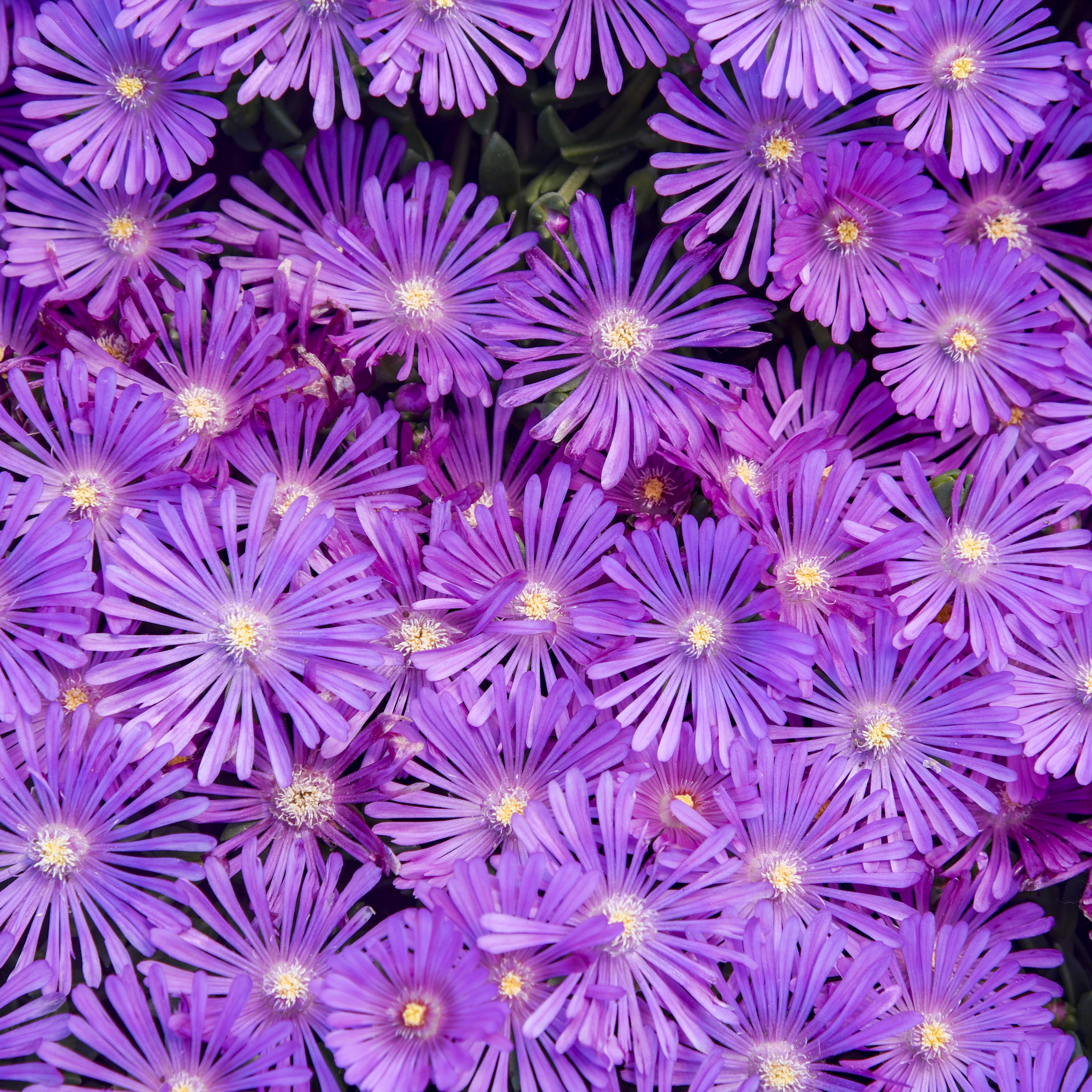 ✨ Premium Ice Plant Seeds – Fast-Growing & Heat-Resistant