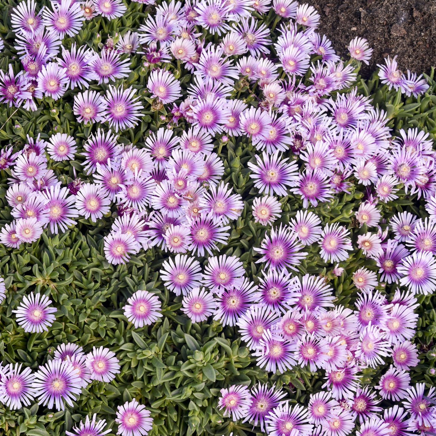 ✨ Premium Ice Plant Seeds – Fast-Growing & Heat-Resistant