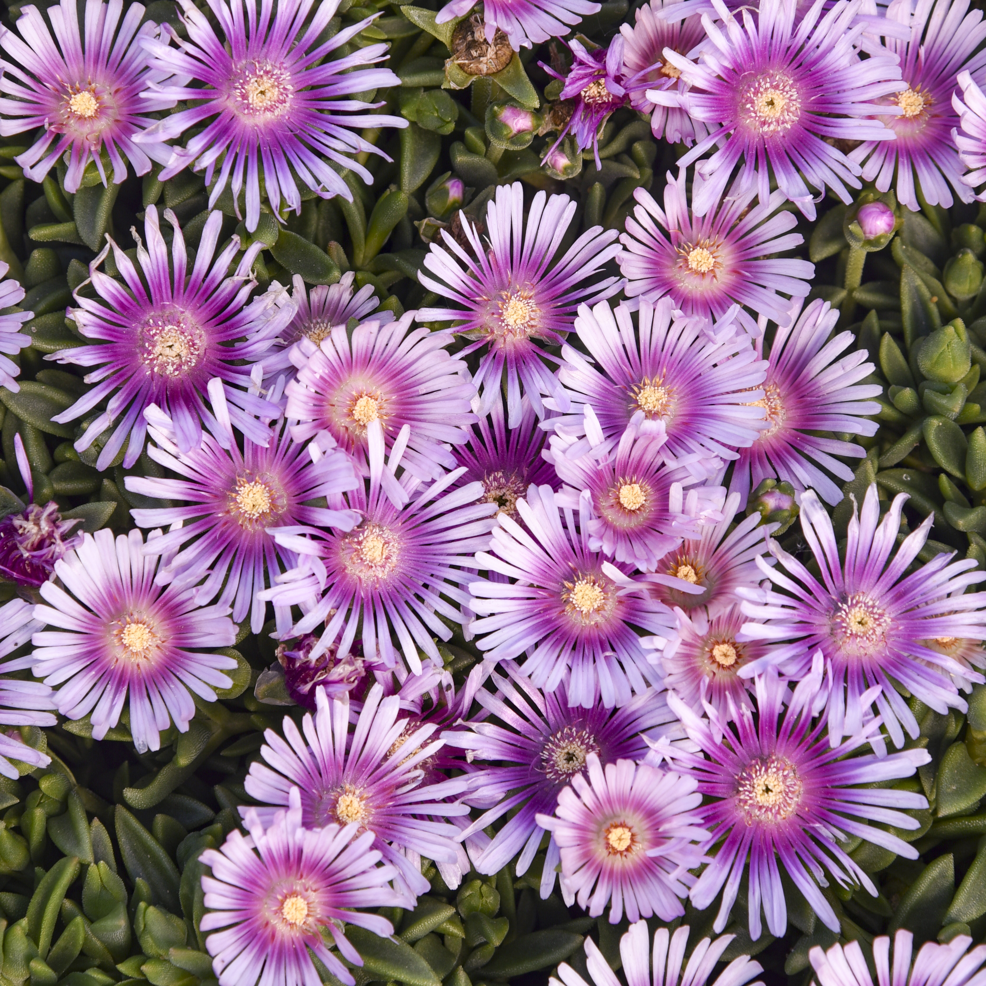 ✨ Premium Ice Plant Seeds – Fast-Growing & Heat-Resistant