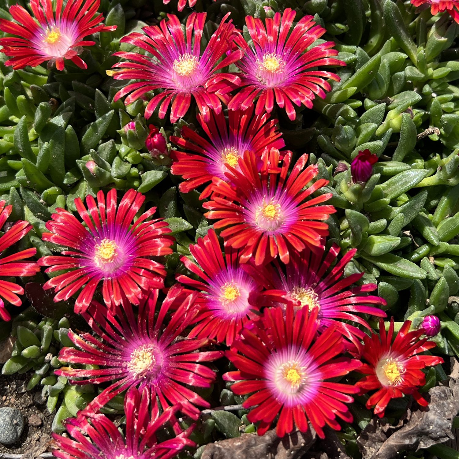 ✨ Premium Ice Plant Seeds – Fast-Growing & Heat-Resistant