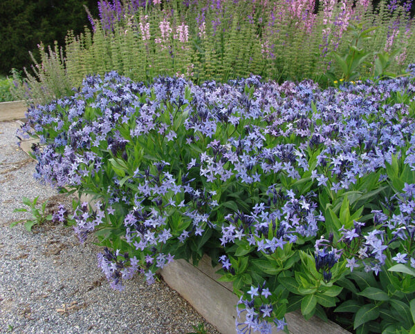 Amsonia Blue Ice Blue Star for Sale | Rare Roots